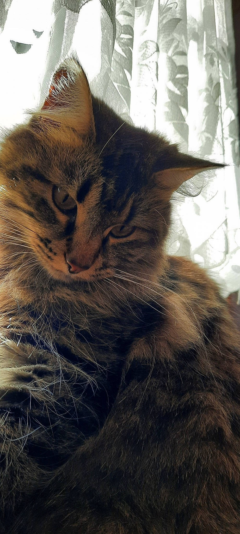 Chloe a rejoint le concours — aidez-le/la à gagner de superbes lots ! carnivore, cat, claw, comfort, domestic_short_haired_cat, felidae, fur, paw, plant, small_to_medium_sized_cats, snout, tail, terrestrial_animal, tree, whiskers