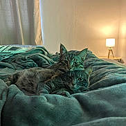 Guizmo Et Moon participe au concours pour gagner de l'argent avec cette photo : cat, cats, tabby, feline, bed, blanket, cuddling, cozy, lamp, nightstand, curtains, indoor, pet, fur, whiskers, stripes, soft_light, bedding, relaxed, portrait