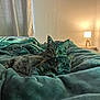 cat, cats, tabby, feline, bed, blanket, cuddling, cozy, lamp, nightstand, curtains, indoor, pet, fur, whiskers, stripes, soft_light, bedding, relaxed, portrait