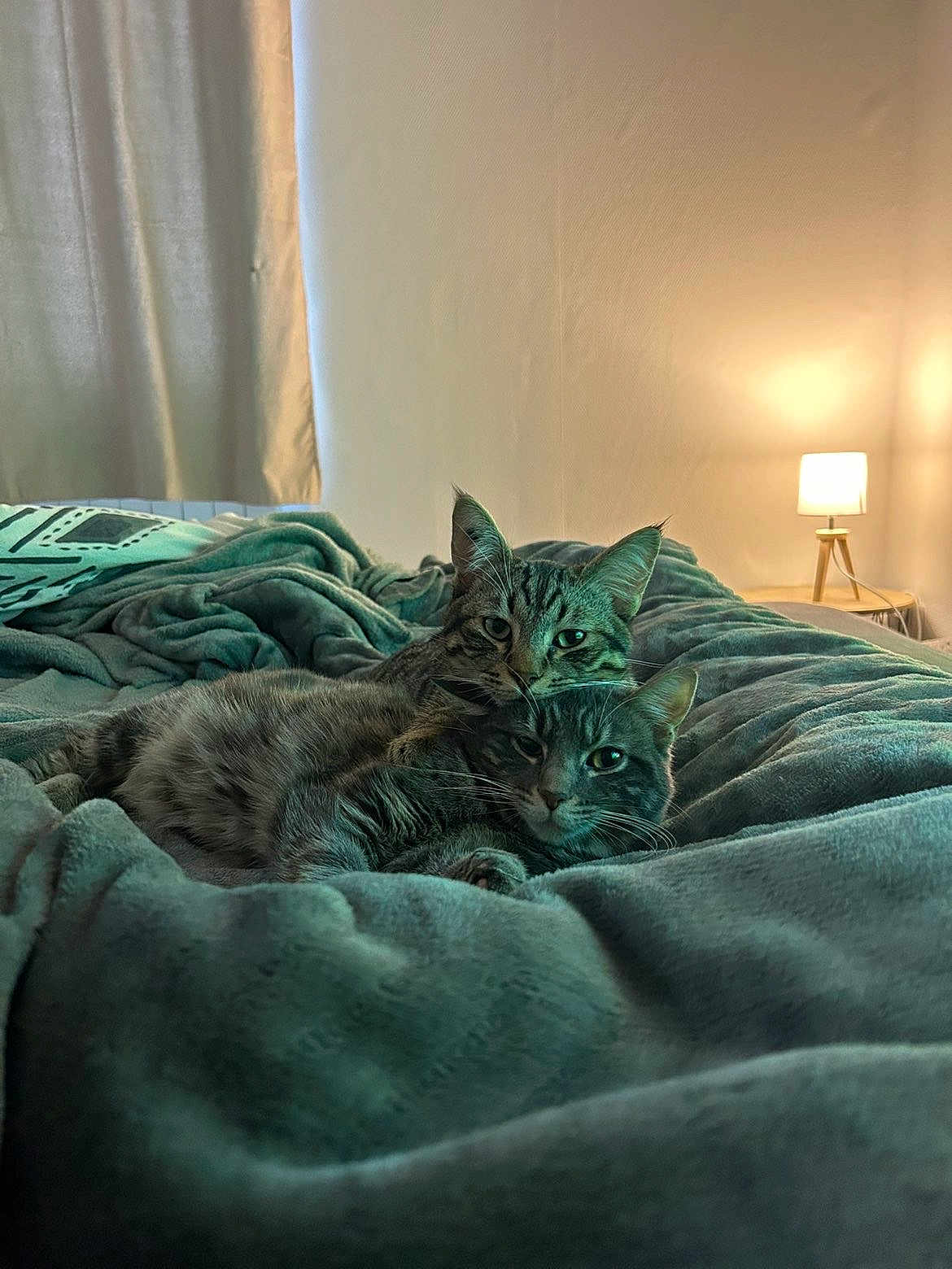 Guizmo Et Moon participe au concours pour gagner de l'argent avec cette photo : cat, cats, tabby, feline, bed, blanket, cuddling, cozy, lamp, nightstand, curtains, indoor, pet, fur, whiskers, stripes, soft_light, bedding, relaxed, portrait