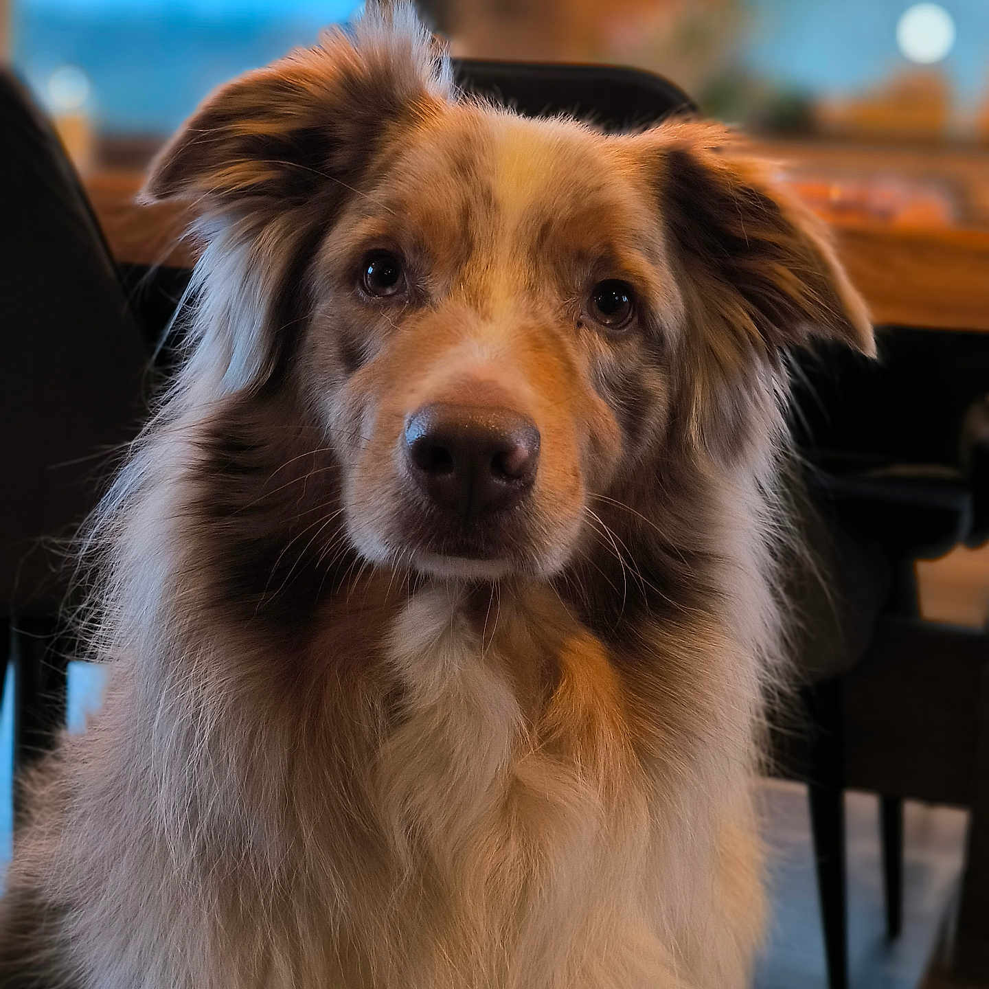 Olaf participe au concours pour gagner de l'argent avec cette photo : animal, architecture, armchair, canine, chair, cockerspaniel, collie, couch, dog, eskimodog, furniture, goldenretriever, hardwood, hound, husky, papillon, pet, puppy, terrier, wood