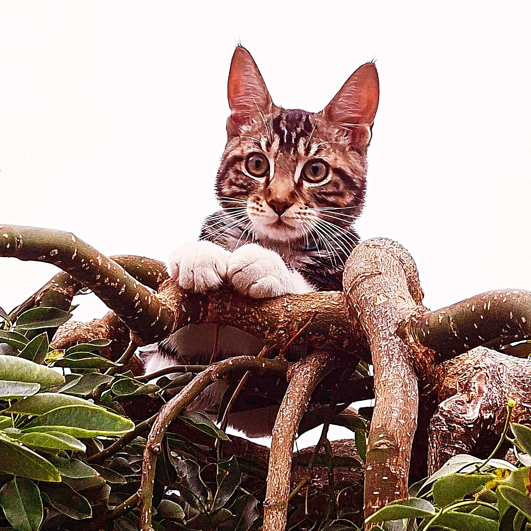 Ti Ma Mao participe au concours pour gagner de l'argent avec cette photo : animal, branch, cat, climbing, close_up, curious, daylight, eyes, fur, green_leaves, mammal, nature, outdoor, paws, pet, portrait, tabby_cat, tree_branch, whiskers, wildlife