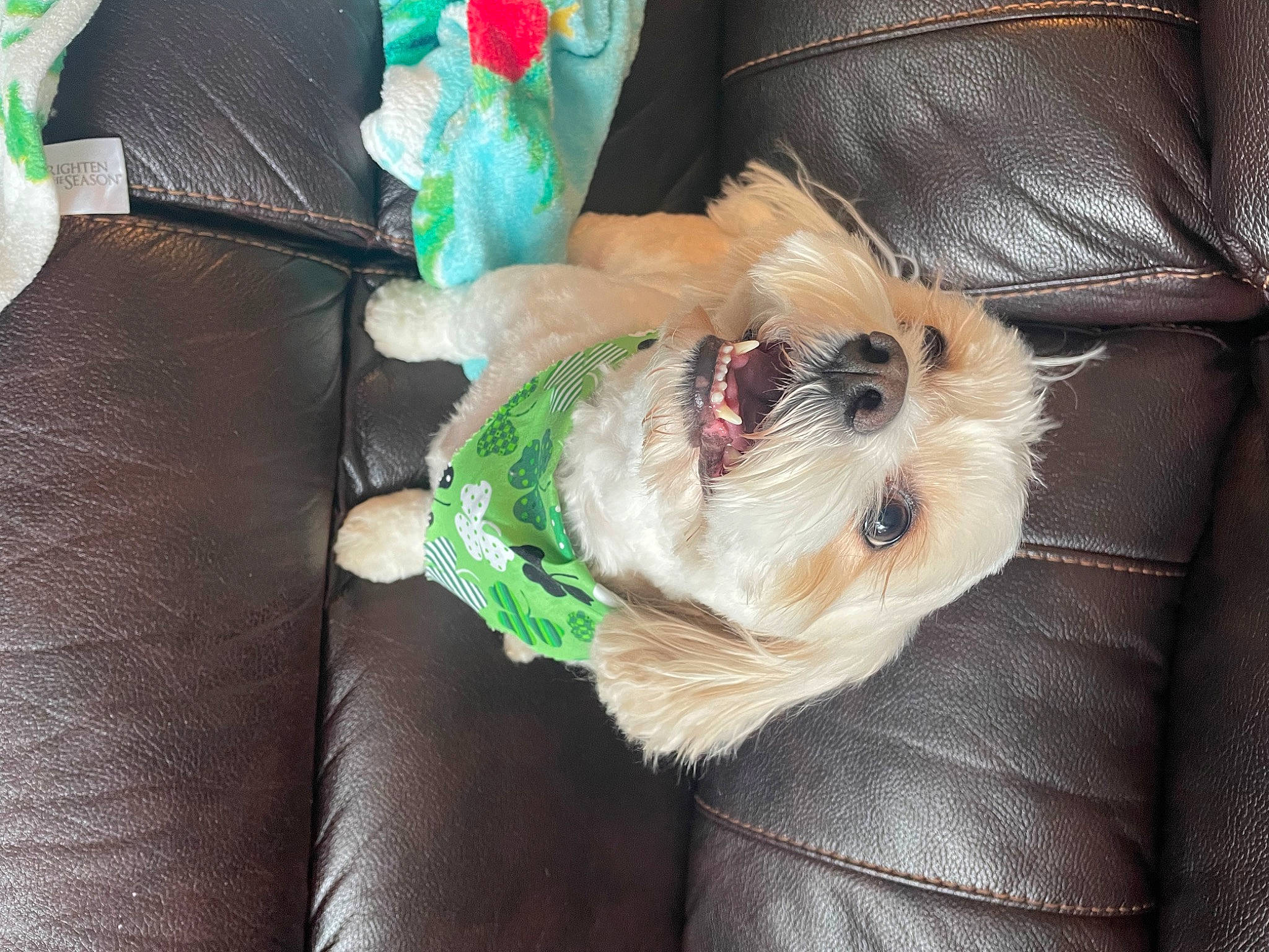 Cody joined the competition — help win amazing prizes! canidae, carnivore, companion_dog, dog, dog_breed, dog_clothes, dog_supply, fawn, fur, maltepoo, pet_supply, small_terrier, snout, sporting_group, stuffed_toy, sunglasses, terrier, toy, toy_dog, working_animal