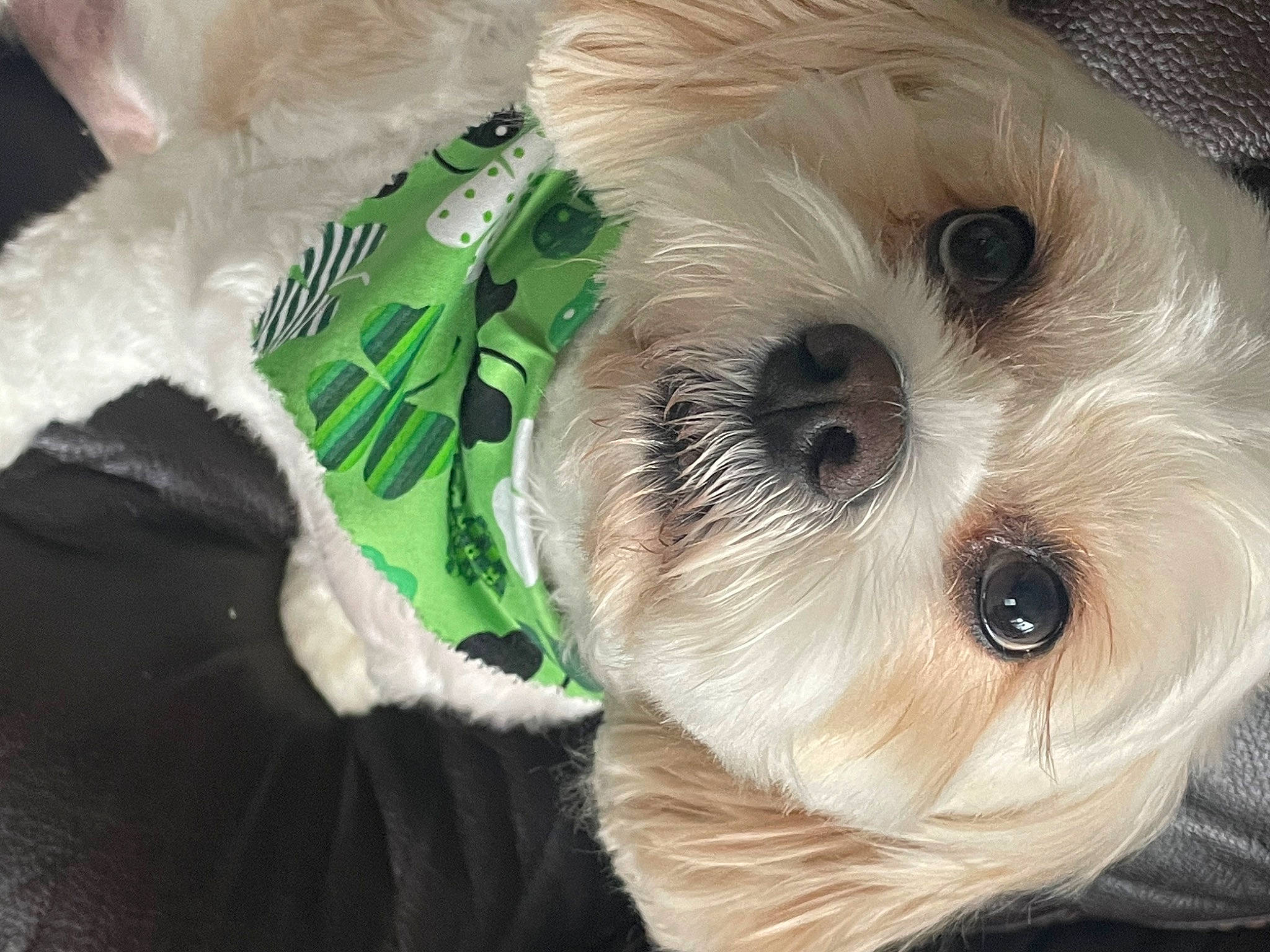 Cody joined the competition — help win amazing prizes! canidae, carnivore, companion_dog, dog, dog_breed, dog_clothes, fawn, fur, maltepoo, plush, shih_poo, small_terrier, snout, sporting_group, stuffed_toy, terrier, toy, toy_dog, whiskers, working_animal