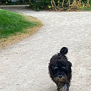 Bénito-Axel a rejoint le concours — aidez-le/la à gagner de superbes lots ! animal, bushes, canine, daytime, dog, fur, grass, gravel, greenery, leaves, mammal, nature, outdoor, park, path, pet, shaggy, tail, trees, walking