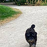 dog, canine, pet, walking, park, path, gravel, greenery, bushes, trees, outdoor, nature, fur, shaggy, animal, mammal, daytime, grass, leaves, tail