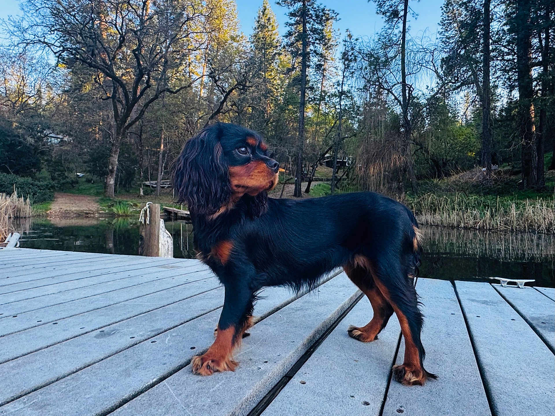 Billie Eilish is registered to the contest to win money with this photo: dog, wooden_dock, pond, water, trees, forest, outdoors, nature, reeds, grass, pet, standing, profile, black_and_tan, paws, fur, sky, reflection, portrait, dock_boarding