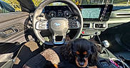 Billie Eilish joined the competition — help win amazing prizes! beads, car_interior, center_console, dashboard, dog, gear_shift, gps_map, lap, mustang_logo, pet, puppy, road, seat, shadow, steering_wheel, sunlight, trees, upholstery, window, windshield