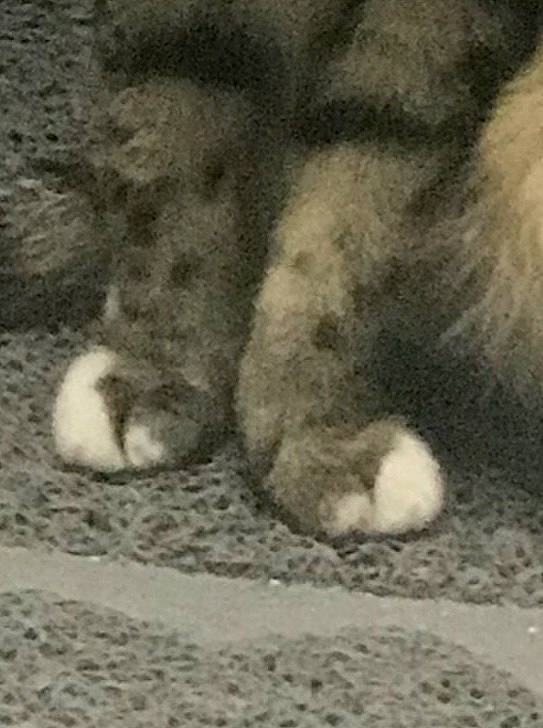 Fathead joined the competition — help win amazing prizes! canidae, carnivore, cat, claw, felidae, fur, kitten, leg, nose, paw, polydactyl_cat, small_to_medium_sized_cats, snout, tail