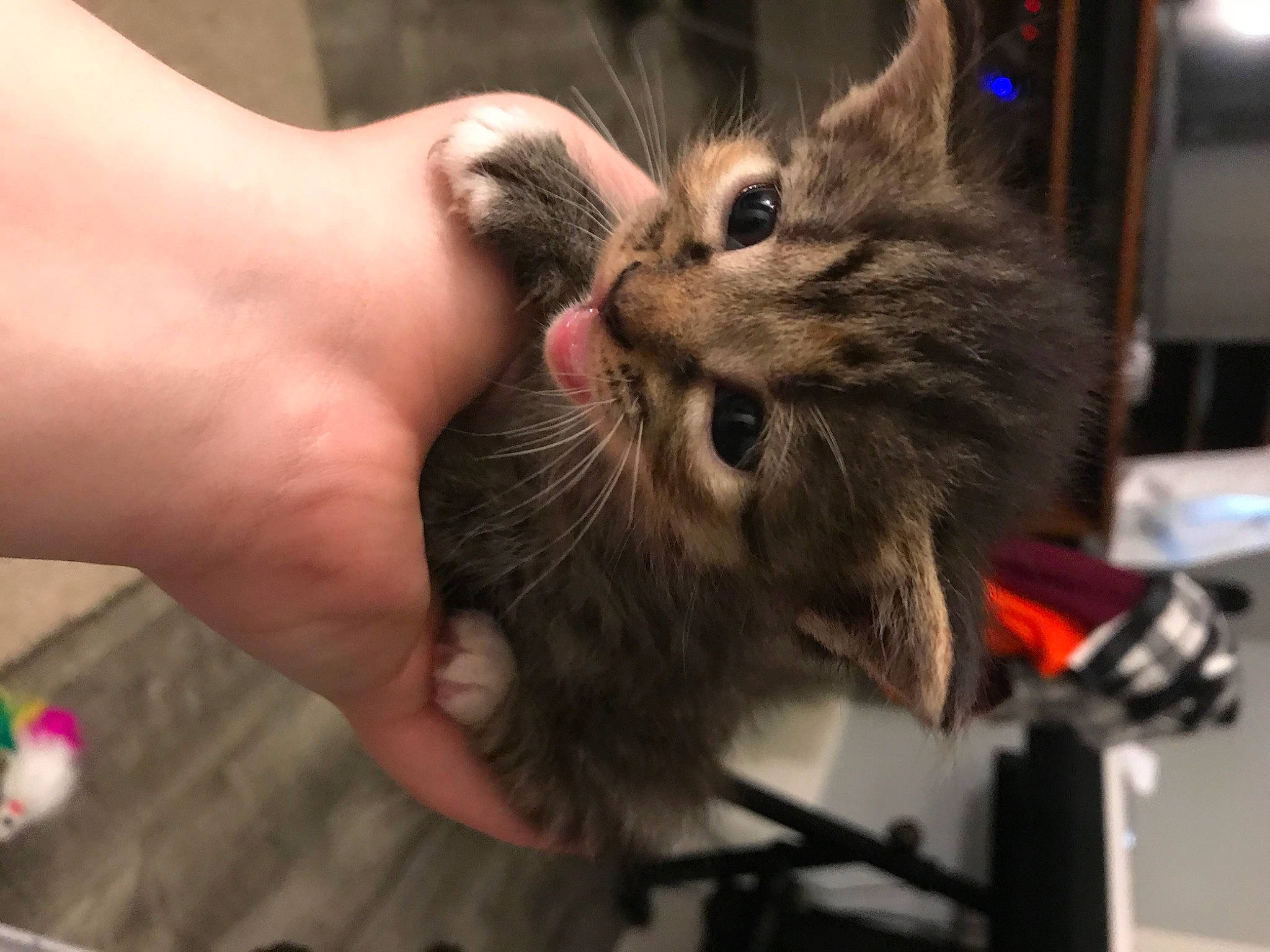 Fathead joined the competition — help win amazing prizes! asian, carnivore, cat, domestic_long_haired_cat, domestic_short_haired_cat, european_shorthair, felidae, fur, kitten, maine_coon, mammal, norwegian_forest_cat, siberian, small_to_medium_sized_cats, tabby_cat, whiskers