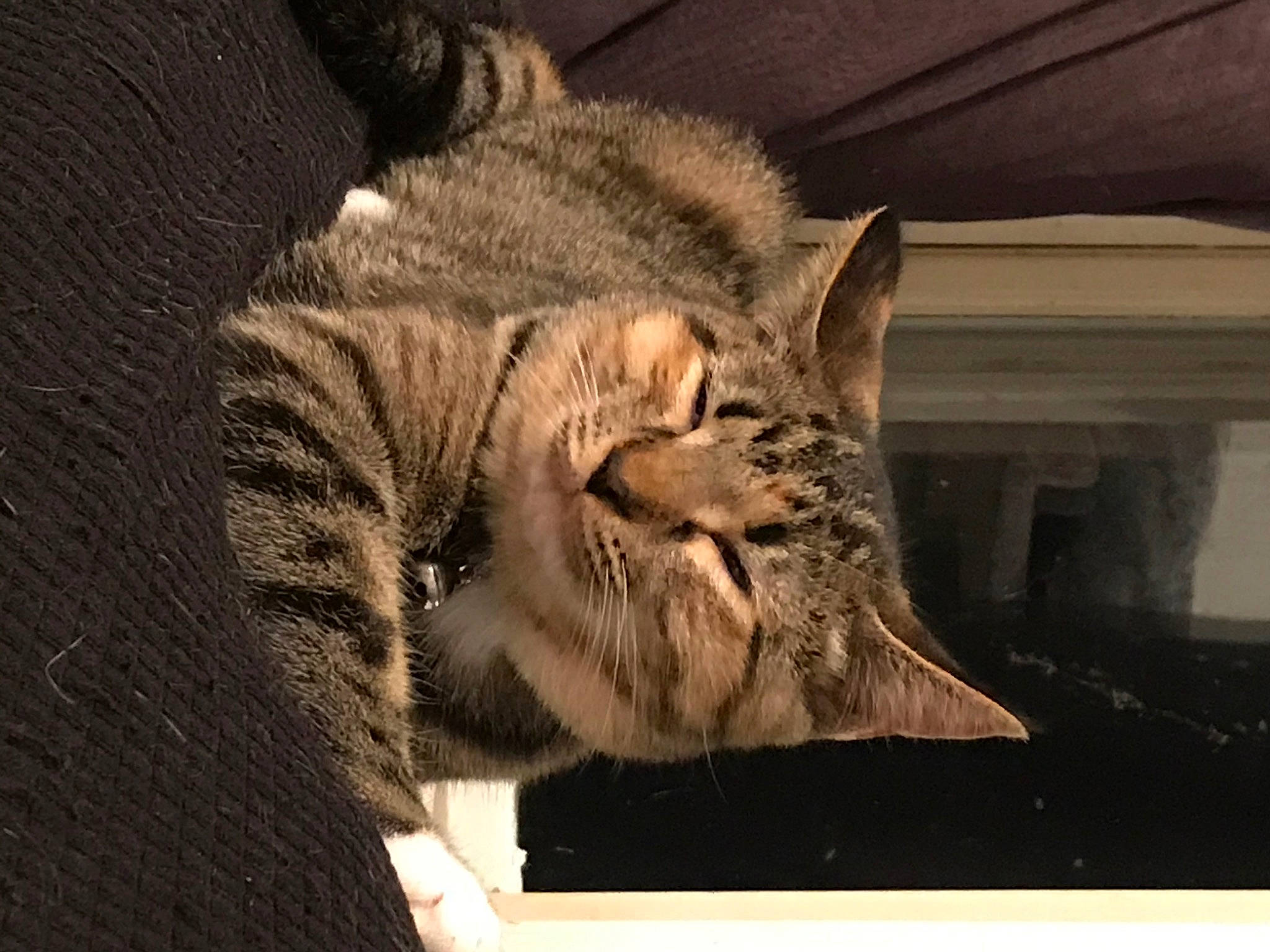 Fathead is registered to the contest to win money with this photo: american_shorthair, asian, california_spangled, carnivore, cat, domestic_short_haired_cat, dragon_li, egyptian_mau, european_shorthair, felidae, fur, kitten, mammal, ocicat, pixie_bob, small_to_medium_sized_cats, snout, tabby_cat, toyger, whiskers