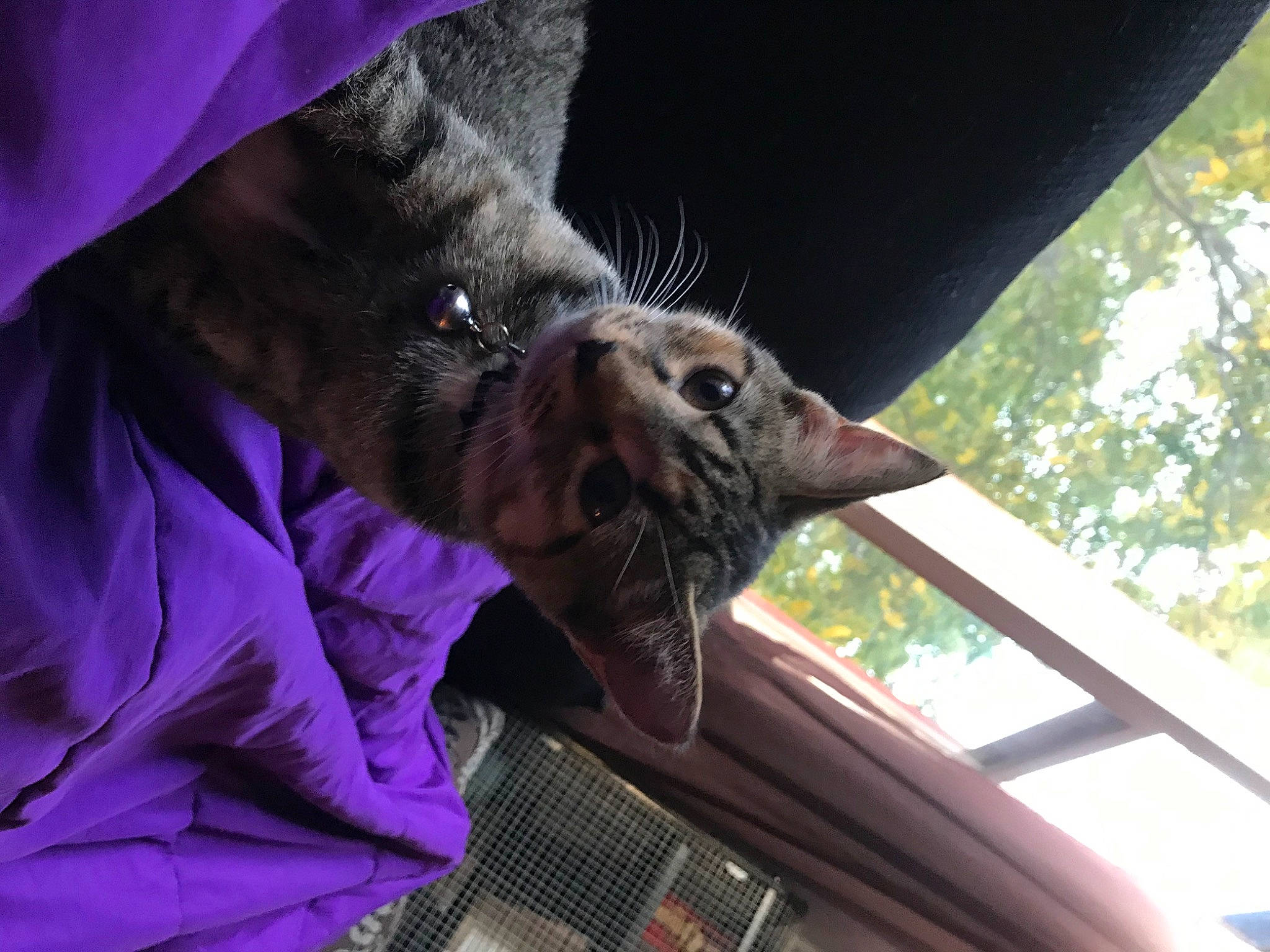 Fathead joined the competition — help win amazing prizes! cat, felidae, small_to_medium_sized_cats, whiskers