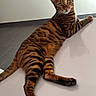 Uky a rejoint le concours — aidez-le/la à gagner de superbes lots ! bengal_cat, cat, feline, striped_fur, green_eyes, pet, animal, indoor, relaxed, lying_down, looking_back, whiskers, ears, tail, paws, floor, minimalistic, domestic_cat, portrait, fur_pattern