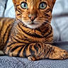 Uky participe au concours pour gagner de l'argent avec cette photo : cat, bengal_cat, close_up, green_eyes, striped_fur, pet, animal, domestic_cat, feline, whiskers, ears, paws, lying_down, soft_texture, blanket, indoor, portrait, cute, curious, relaxed
