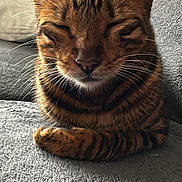 Uky participe au concours pour gagner de l'argent avec cette photo : cat, tabby, striped, sleeping, cozy, indoor, couch, furniture, pet, relaxed, whiskers, ears, fur, nap, resting, closeup, animal, domestic, cute, comfortable
