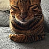 cat, tabby, striped, sleeping, cozy, indoor, couch, furniture, pet, relaxed, whiskers, ears, fur, nap, resting, closeup, animal, domestic, cute, comfortable