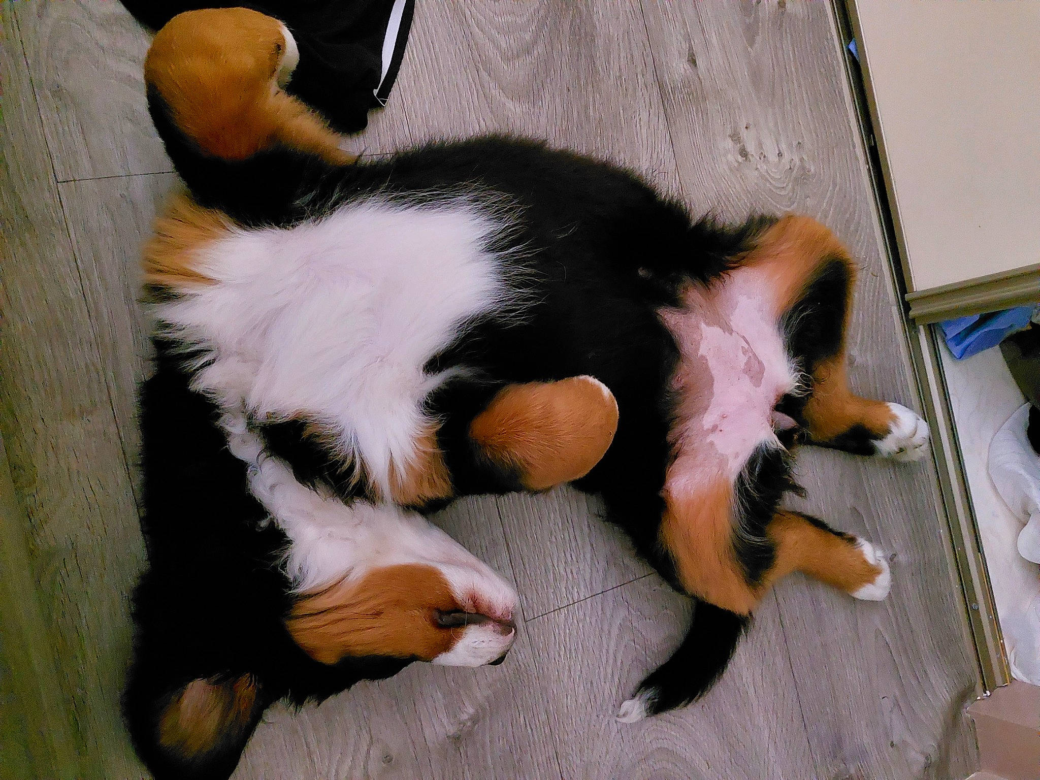 Trixie a rejoint le concours — aidez-le/la à gagner de superbes lots ! carnivore, cat, claw, comfort, companion_dog, dog_breed, felidae, flooring, foot, fur, human_leg, lap, paw, small_to_medium_sized_cats, snout, tail, terrestrial_animal, toe, whiskers, wood