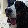 animal, bernese_mountain_dog, black_fur, brown_fur, canine, close_up, daylight, dog, door, fur, happy, nose, outdoor, pet, portrait, tile_floor, tongue_out, wall, whiskers, white_fur