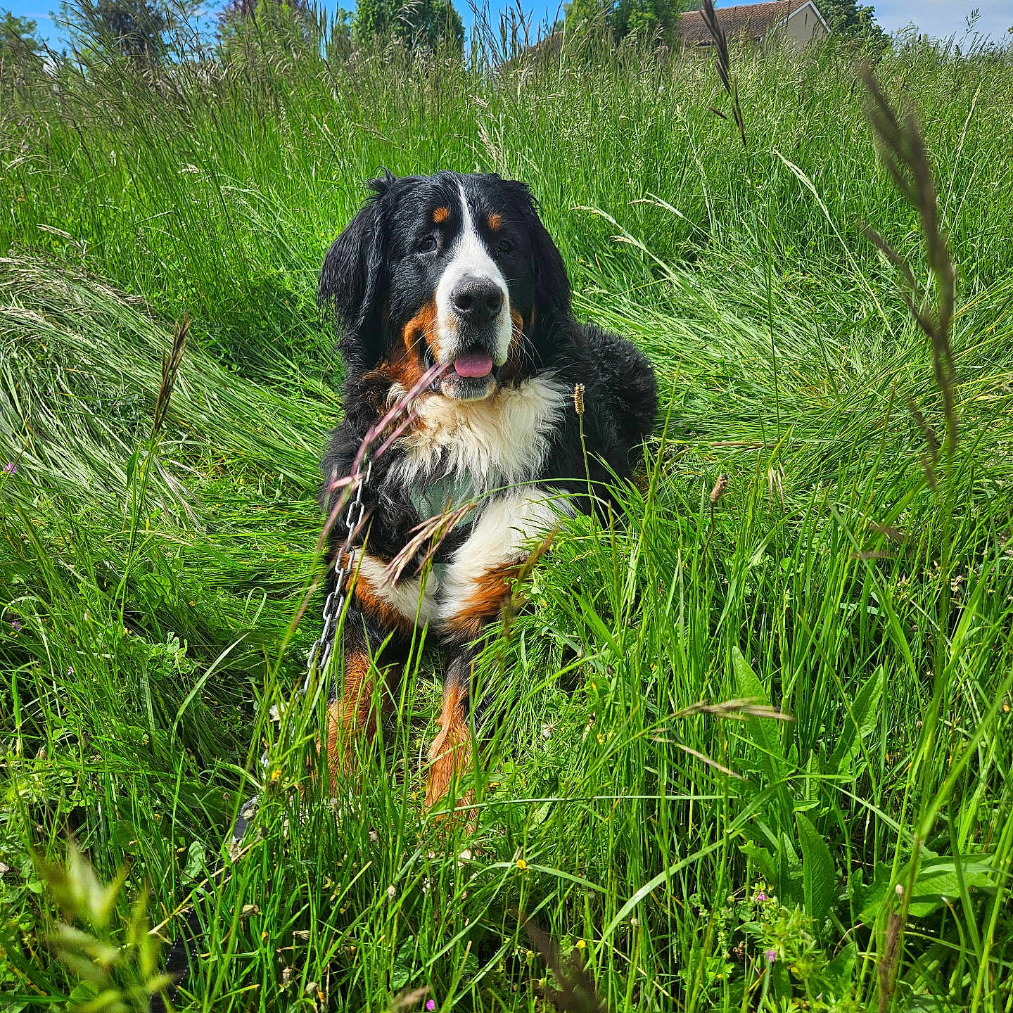 Trixie a rejoint le concours — aidez-le/la à gagner de superbes lots ! animal, appenzeller, canine, countryside, dog, field, grass, grassland, green, herbs, land, meadow, nature, outdoors, pet, plant, puppy, rural, tree, vegetation