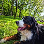 animal, bernese_mountain_dog, canine, daylight, dog, grass, greenery, happy, mammal, nature, outdoor, park, people, pet, relaxing, resting, summer, sunlight, tongue_out, trees