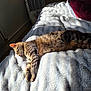 Ghost a rejoint le concours — aidez-le/la à gagner de superbes lots ! animal, bed, blanket, cat, comfort, cozy, domestic, feline, fur, indoor, peaceful, pet, quiet, relaxation, resting, sleeping, striped, sunlight, tabby, warm