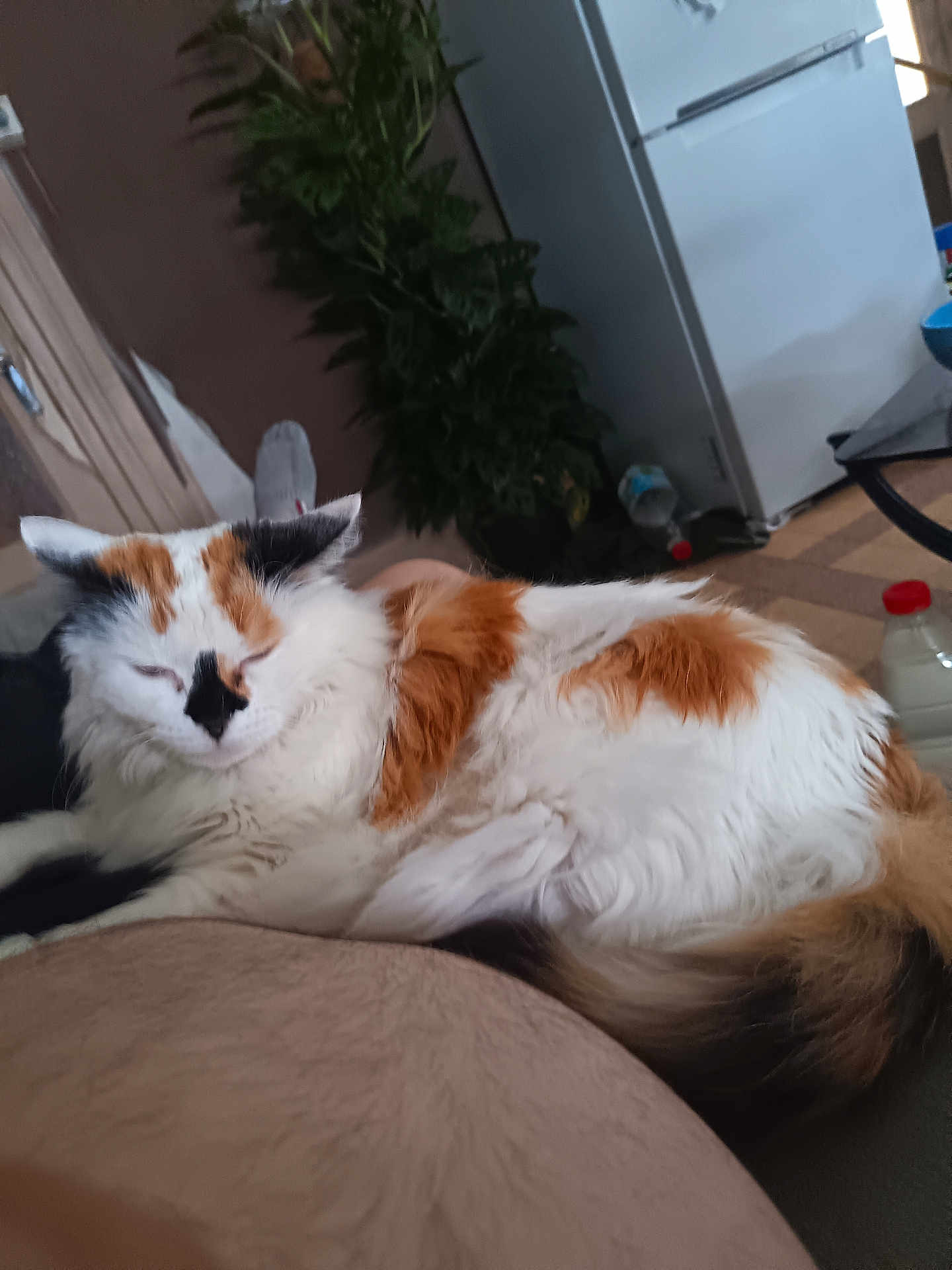 Duchesse a rejoint le concours — aidez-le/la à gagner de superbes lots ! cat, calico_cat, fluffy, relaxed, indoor, plant, refrigerator, nap, furniture, cozy, soft_surface, white, orange, black, pet, animal, home, domestic, sleeping, fur