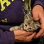 Mistinguette a rejoint le concours — aidez-le/la à gagner de superbes lots ! kitten, cat, hands, person, purple_hoodie, yellow_letters, cozy, indoor, pet, cute, furry, animal, holding, soft, small, young, domestic_cat, casual_clothing, human, comfort