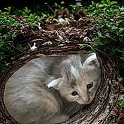 Mistinguette participe au concours pour gagner de l'argent avec cette photo : kitten, cat, tree_trunk, hollow, nature, greenery, plants, fur, animal, wildlife, outdoor, closeup, cute, sleeping, cuddly, wood, bark, nest, small, cozy