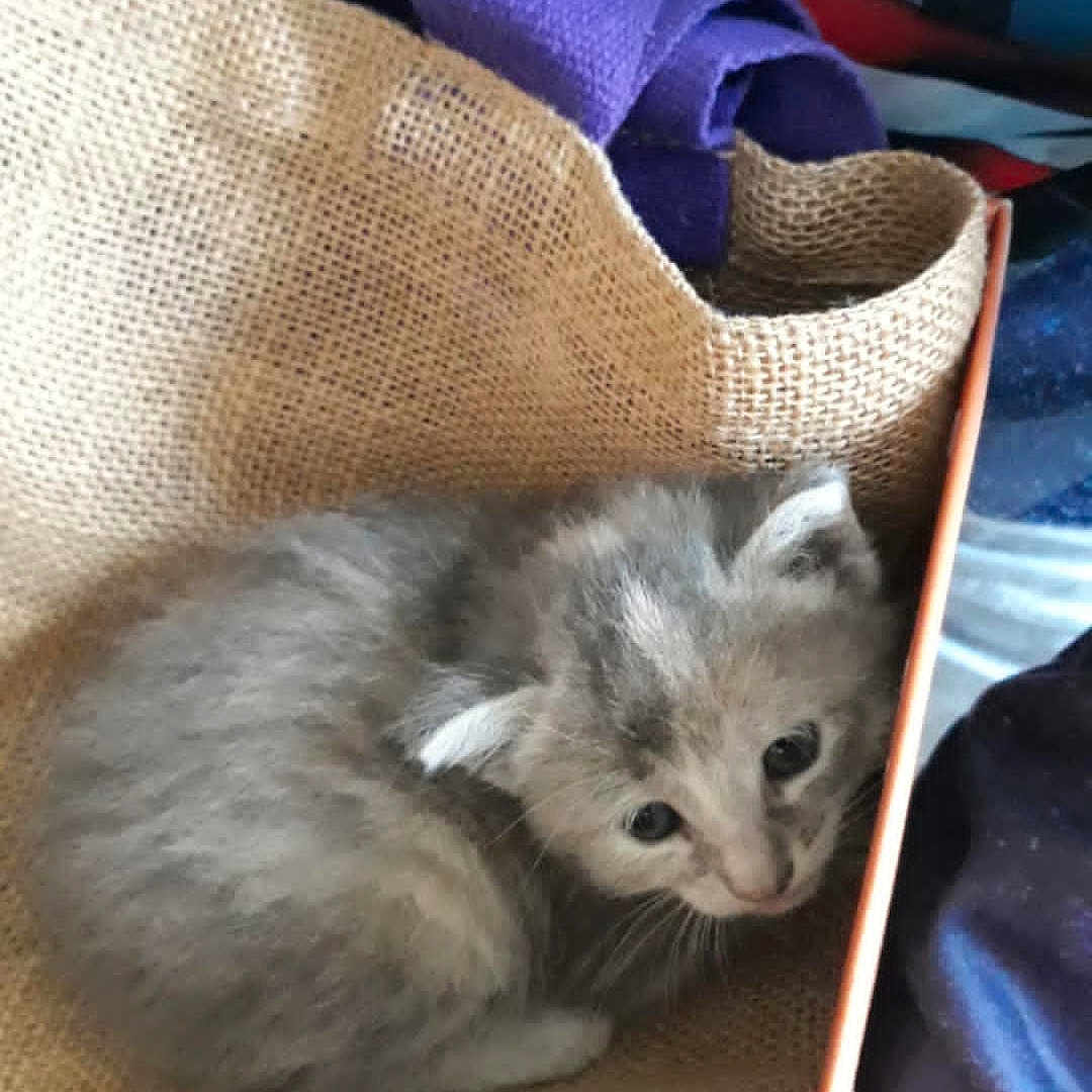 Mistinguette a rejoint le concours — aidez-le/la à gagner de superbes lots ! animal, box, burlap, cat, cozy, curled_up, cute, fabric, feline, gray, indoor, kitten, pattern, pet, purple, resting, small, soft, stars, stripes
