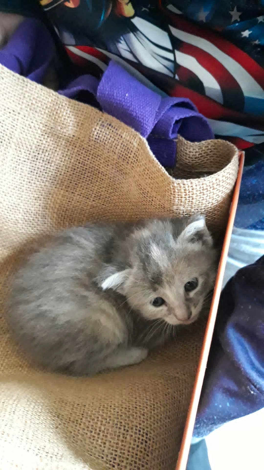 Mistinguette a rejoint le concours — aidez-le/la à gagner de superbes lots ! kitten, cat, burlap, box, gray, curled_up, cute, pet, animal, feline, indoor, fabric, purple, stars, stripes, pattern, cozy, small, soft, resting