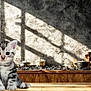 Minette participe au concours pour gagner de l'argent avec cette photo : kitten, cat, animal, pet, wooden_countertop, kitchen, pots, plants, sunlight, shadow, window, rustic, decor, gray_wall, young_cat, feline, indoor, cute, small, table