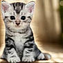 Minette a rejoint le concours — aidez-le/la à gagner de superbes lots ! kitten, cat, animal, pet, young, fur, striped, sitting, cute, indoors, closeup, whiskers, ears, eyes, portrait, soft_light, feline, adorable, small, background_blur