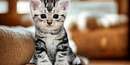 Minette participe au concours pour gagner de l'argent avec cette photo : kitten, cat, tabby, cute, pet, animal, feline, indoor, floor, fur, whiskers, ears, eyes, sitting, young, domestic, mammal, portrait, soft, blurred_background