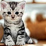 kitten, cat, tabby, cute, pet, animal, feline, indoor, floor, fur, whiskers, ears, eyes, sitting, young, domestic, mammal, portrait, soft, blurred_background