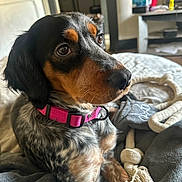 Stella participe au concours pour gagner de l'argent avec cette photo : dog, tricolor_dog, pet, animal, portrait, sitting, pink_harness, collar, rope_toy, blanket, bed, indoors, home, cozy, long_hair, black_fur, brown_fur, white_fur, brown_eyes, cute