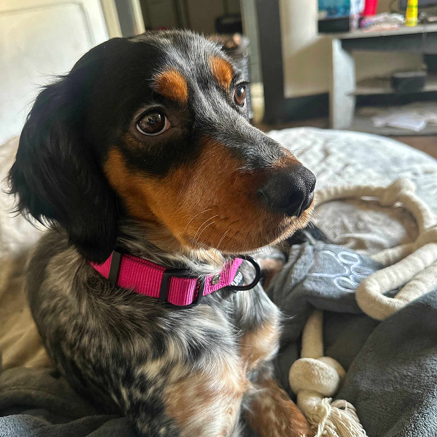 Stella