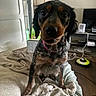 Stella participe au concours pour gagner de l'argent avec cette photo : dog, pet, black_and_tan, long_hair, collar, sitting, bed, blanket, bedroom, indoors, portrait, close_up, looking_at_camera, brown_eyes, black_fur, tan_markings, floppy_ears, home, television, robot_vacuum