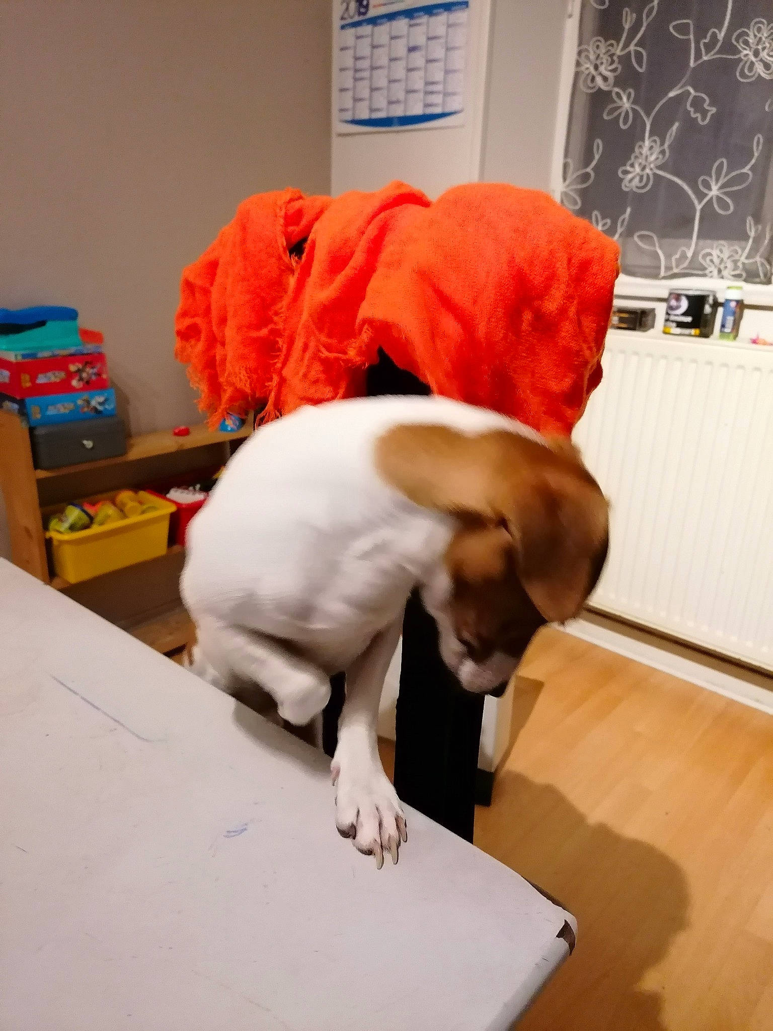 Pulco a rejoint le concours — aidez-le/la à gagner de superbes lots ! canidae, carnivore, companion_dog, dog, dog_breed, french_bulldog, non_sporting_group, paper, pointer, puppy, sporting_group, tail