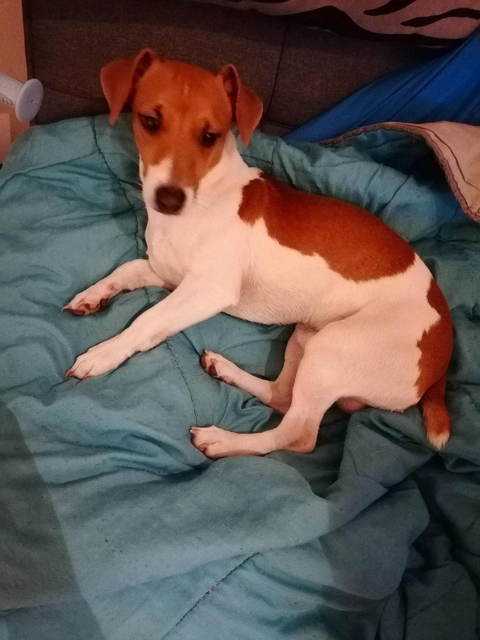 Pulco a rejoint le concours — aidez-le/la à gagner de superbes lots ! canidae, carnivore, companion_dog, dog, dog_breed, feist, fox_terrier, irishjacks, jack_russell_terrier, mammal, miniature_fox_terrier, parson_russell_terrier, plummer_terrier, rat_terrier, russell_terrier, smooth_fox_terrier, teddy_roosevelt_terrier, tenterfield_terrier, treeing_feist, vertebrate