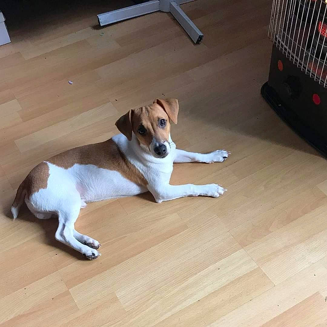 Pulco participe au concours pour gagner de l'argent avec cette photo : canidae, carnivore, companion_dog, danish_swedish_farmdog, dog, dog_breed, fawn, floor, flooring, hardwood, harrier, jack_russell_terrier, laminate_flooring, mammal, parson_russell_terrier, puppy, russell_terrier, tail, wood, wood_flooring