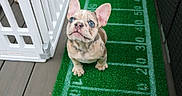 Sevyn is registered to the contest to win money with this photo: dog, puppy, french_bulldog, pet, animal, sitting, portrait, outdoor, balcony, artificial_grass, football_field, rug, green, white, ears, wrinkles, blue_eyes, face, pet_gate, patio