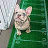 dog, puppy, french_bulldog, pet, animal, sitting, portrait, outdoor, balcony, artificial_grass, football_field, rug, green, white, ears, wrinkles, blue_eyes, face, pet_gate, patio