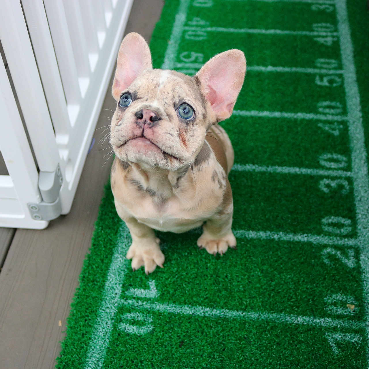 Sevyn is registered to the contest to win money with this photo: dog, puppy, french_bulldog, pet, animal, sitting, portrait, outdoor, balcony, artificial_grass, football_field, rug, green, white, ears, wrinkles, blue_eyes, face, pet_gate, patio