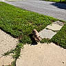 Sevyn joined the competition — help win amazing prizes! dog, bulldog, pet, animal, outdoor, sidewalk, grass, lawn, residential_area, street, sunny, daylight, walking, sniffing, short_coat, small_dog, brown_and_white, shadow, concrete, neighborhood