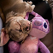 Sevyn joined the competition — help win amazing prizes! cat, ginger_cat, sleeping, pet, animal, feline, plush_toy, stuffed_dragon, purple_toy, cuddling, upside_down, closed_eyes, whiskers, pink_nose, fur, indoor, couch, person, cozy, portrait