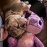 cat, ginger_cat, sleeping, pet, animal, feline, plush_toy, stuffed_dragon, purple_toy, cuddling, upside_down, closed_eyes, whiskers, pink_nose, fur, indoor, couch, person, cozy, portrait