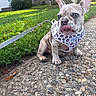 Sevyn joined the competition — help win amazing prizes! dog, french_bulldog, puppy, pet, animal, sitting, outdoors, sidewalk, cobblestones, grass, lawn, house, residential, leash, harness, leopard_print, ears, tongue, portrait, sunlight