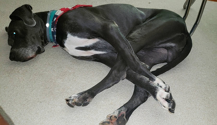 Wilbur joined the competition — help win amazing prizes! canidae, carnivore, dog, dog_breed, galgo_espanol, great_dane, greyhound, guard_dog, italian_greyhound, lurcher, non_sporting_group, sighthound, snout, sporting_group, tail