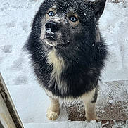 Broly is registered to the contest to win money with this photo: dog, snow, blue_eyes, fur, outdoor, looking_up, doorway, paw_prints, snowflakes, tail, black_fur, white_fur, patio, wood_floor, winter, animal, pet, canine, curious, cold_weather