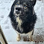 dog, snow, blue_eyes, fur, outdoor, looking_up, doorway, paw_prints, snowflakes, tail, black_fur, white_fur, patio, wood_floor, winter, animal, pet, canine, curious, cold_weather
